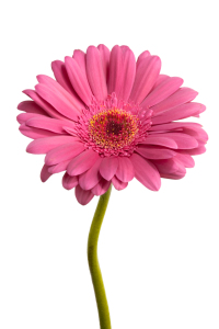 Bild-Nr: 9511744 Pink Daisy Flower Erstellt von: olivermohr