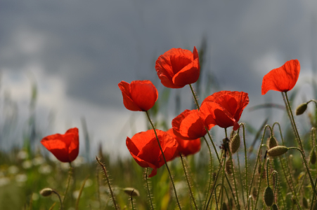 Bild-Nr: 9517276 Mohn Erstellt von:  Heidi  Brausch 