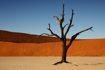 Bild-Nr: 9518952 Tree in the desert Erstellt von: Henner