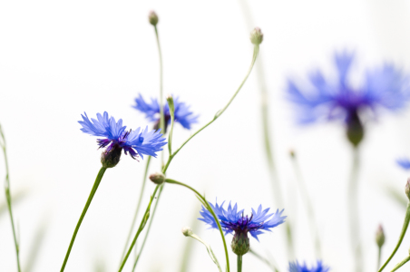 Bild-Nr: 9519378 Kornblumen Erstellt von: danielschoenen