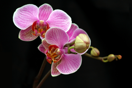 Bild-Nr: 9520542 Orchideenpracht Erstellt von:  Heidi  Brausch 