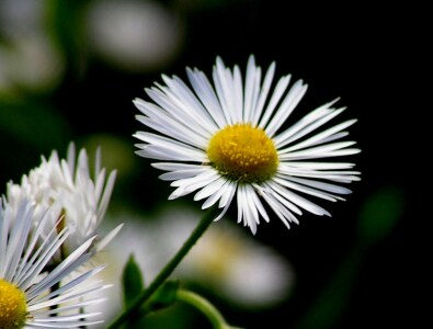 Bild-Nr: 9531756 Gänseblümchen Erstellt von: Renate Knapp