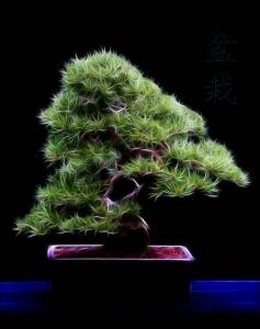 Bild-Nr: 9533742 Bonsai Erstellt von: Caras