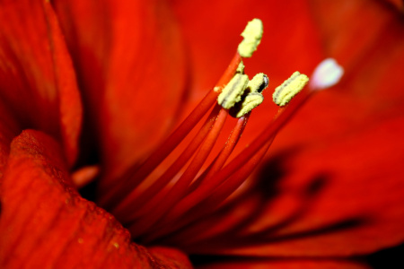 Bild-Nr: 9539918 rote Amaryllis Blütenstempel Erstellt von: LucieLenzket