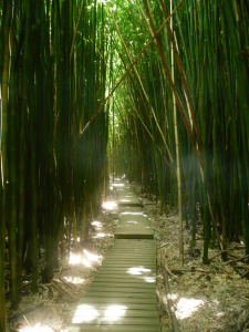 Bild-Nr: 9542718 Bamboo Forest Erstellt von: kerstin783