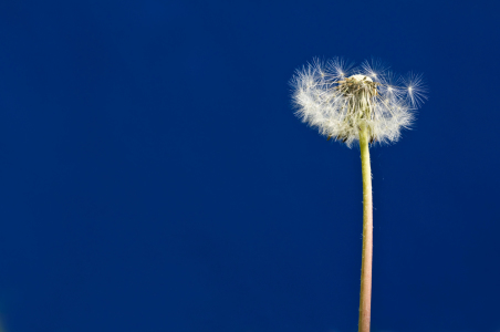 Bild-Nr: 9546376 Pusteblume quer Erstellt von: danielschoenen