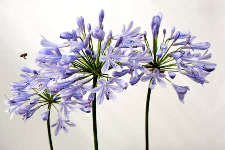 Bild-Nr: 9547102 to reload /Angriff auf Agapanthus Erstellt von: pichris