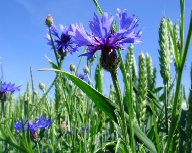 Bild-Nr: 9548068 Im Kornblumenfeld  Erstellt von: yammay