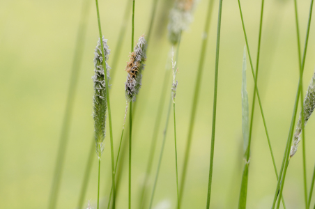 Bild-Nr: 9548500 Gras Erstellt von: danielschoenen