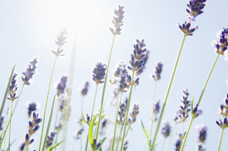 Bild-Nr: 9549698 Lavendel Erstellt von: danielschoenen