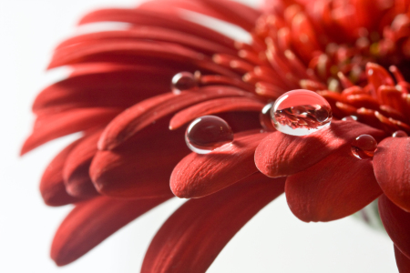 Bild-Nr: 9561822 rote Gerbera mit Tropfen Erstellt von: lightart