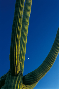 Bild-Nr: 9562330 Saguaro Erstellt von: danielschoenen