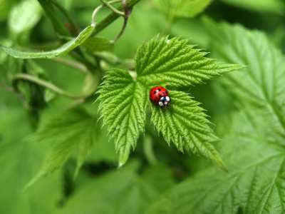 Bild-Nr: 9562618 pure Natur Erstellt von: Sulamith