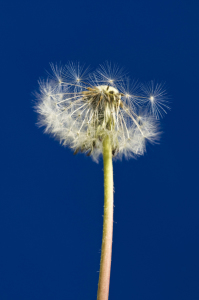 Bild-Nr: 9565444 Yves Klein Pusteblume Erstellt von: danielschoenen