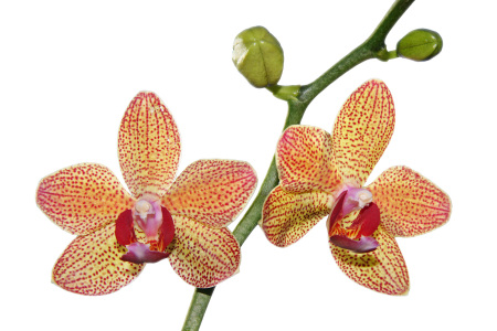 Bild-Nr: 9565540 orchidee Erstellt von: napoleon