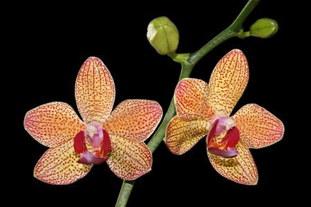 Bild-Nr: 9565552 phalaenopsis Erstellt von: napoleon