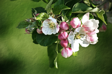 Bild-Nr: 9567856 Frühling pur Erstellt von: Daniela Beyer