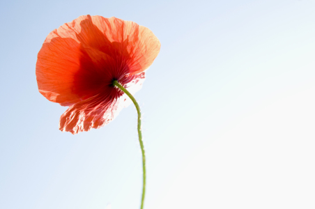 Bild-Nr: 9569720 Klatschmohn Erstellt von: danielschoenen