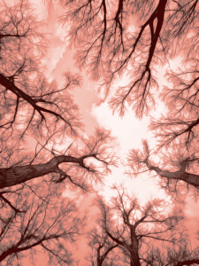 Bild-Nr: 9570390 crown of a tree - 4 Erstellt von: Galerie-Fotoeffekt