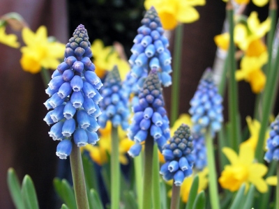 Bild-Nr: 9571828 Der Frühling Erstellt von: Renate Knapp