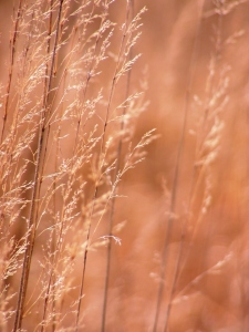 Bild-Nr: 9572248 Filigran Erstellt von: Renate Knapp