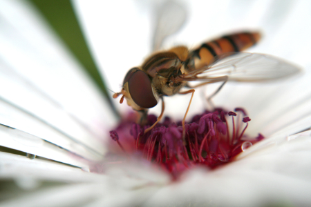 Bild-Nr: 9572754 Schwebfliege auf Blüte 3 Erstellt von: warkentin-art