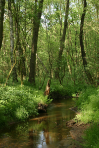 Bild-Nr: 9573938 Kleiner Bach im Wald Erstellt von: tdietrich