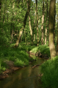 Bild-Nr: 9573946 Kleiner Bach im Wald Erstellt von: tdietrich