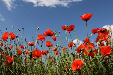 Bild-Nr: 9575084 - Mohn -  Erstellt von: Marcel Schauer