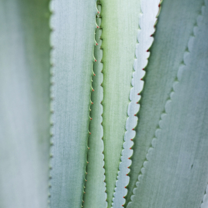 Bild-Nr: 9577508 Agave Erstellt von: danielschoenen