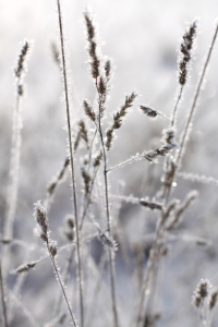 Bild-Nr: 9577538 Gräser im Winter Erstellt von: BilderWerkstatt