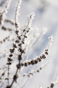 Bild-Nr: 9577544 Gräser im Winter Erstellt von: BilderWerkstatt