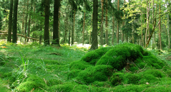 Bild-Nr: 9578732 Wood Erstellt von: Bluemoon