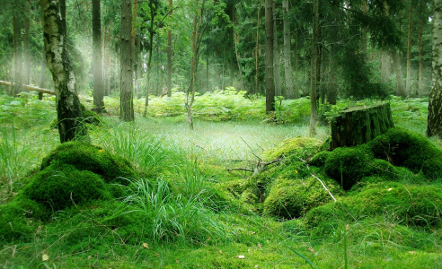 Bild-Nr: 9578734 Forest Erstellt von: Bluemoon