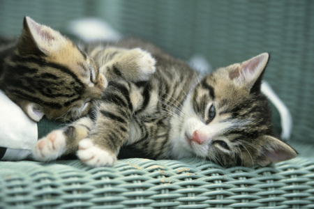 Bild-Nr: 9580640 Zwei Katzen Erstellt von: andy1000