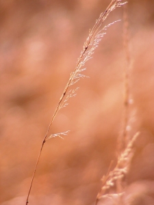 Bild-Nr: 9580710 Filigran Erstellt von: Renate Knapp