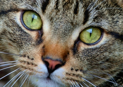 Bild-Nr: 9581134 Katzenaugen Erstellt von: Marcel Schauer