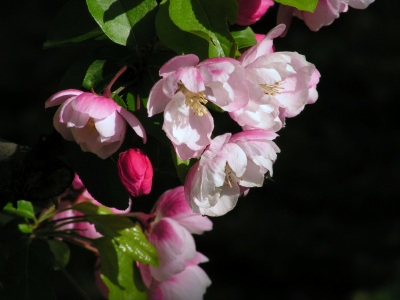 Bild-Nr: 9584174 Frühlingsblüten Erstellt von: Renate Knapp