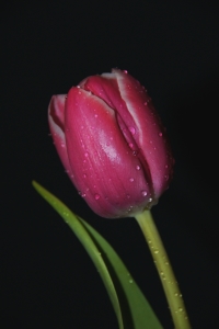 Bild-Nr: 9591836 Pink tulip Erstellt von: babalu