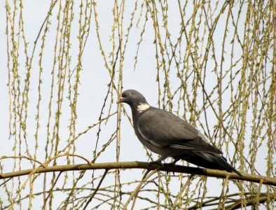 Bild-Nr: 9595274 Ringeltaube Erstellt von: Renate Knapp