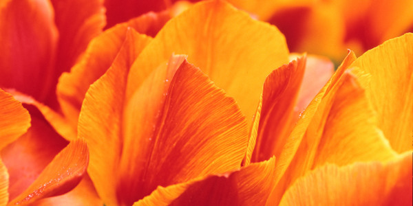 Bild-Nr: 9596788 Tulpenblüten Erstellt von: MBuecker