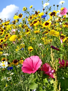 Bild-Nr: 9597980 Sommerwiese Erstellt von: Hans-Joachim Schneider