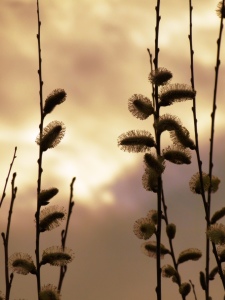 Bild-Nr: 9598750 Goldenes Abendlicht Erstellt von: Renate Knapp