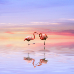 Bild-Nr: 9601328 Flamingos in love Erstellt von: Zuboff