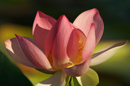 Bild-Nr: 9601896 Lotusblüte Erstellt von: Fotostyler