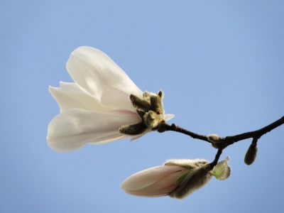 Bild-Nr: 9603236 Magnolienknospen Erstellt von: Renate Knapp