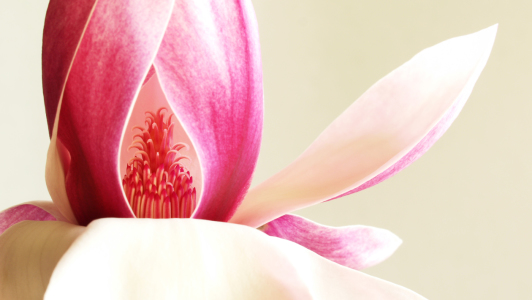 Bild-Nr: 9604150 MAGNOLIE Erstellt von: dolcevita