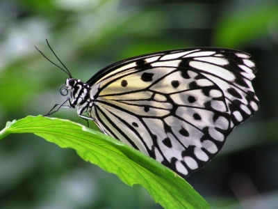 Bild-Nr: 9608768 Idea leuconoe, Weiße Baumnymphe,  Erstellt von: Renate Knapp