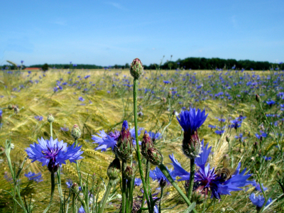 Bild-Nr: 9609398 Bienchens Schlaraffenland Erstellt von: yammay