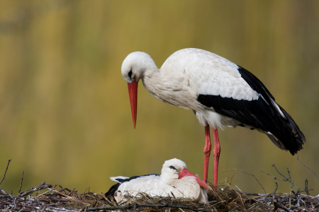 Bild-Nr: 9611410 D E M N Ä C H S T . G R O S S F A M I L I E Erstellt von: Thomas Herzog